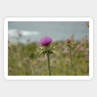 A lone purple thistle Sticker